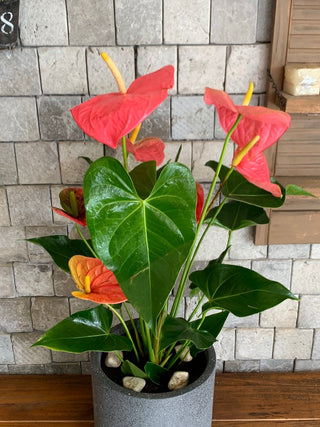 Rosé Glow Flamingo Lily