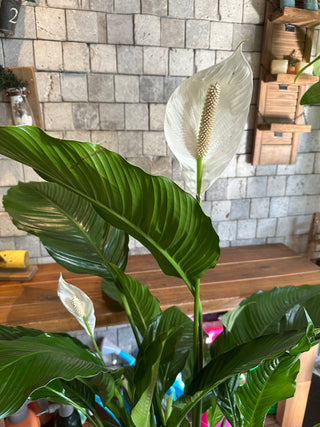 Chic XL Peace Lily Blooms