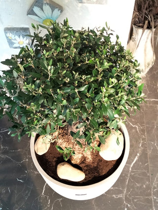 Eterna™ Olive Bonsai – Signature Edition