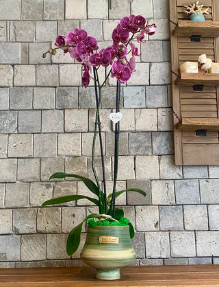 Purple Twilight Orchid