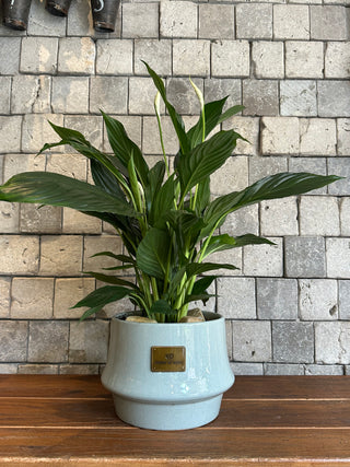 The Peace Lily Blooms