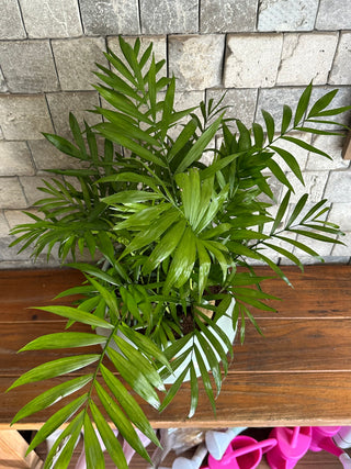 Parlor Palm Aura