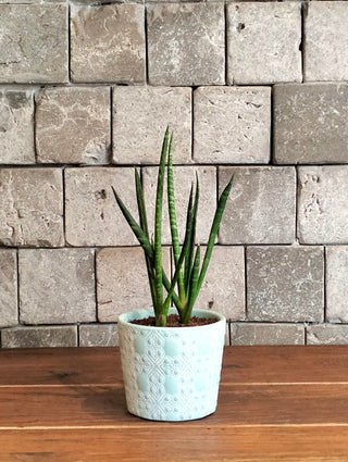 Cylindrical Snake Plant Petite