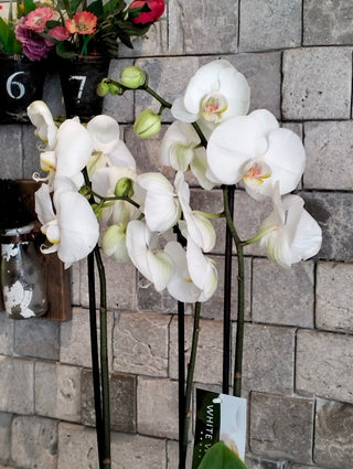 White Eclipse Moon Orchids | Sculpted Indian Wooden Pot