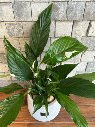 Pretty Peace Lily Blooms