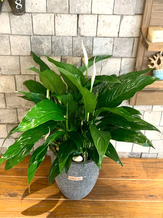Velvet Glow Peace Lily