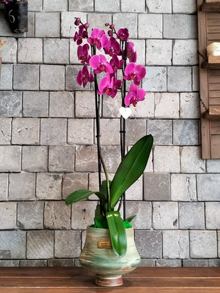 Améline Orchid