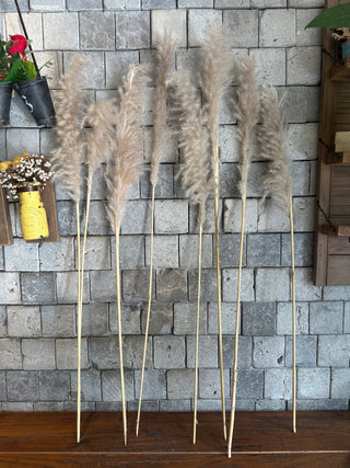 Dried Fluffy Pampas Grass