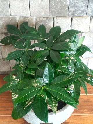 Fortune Grove Money Tree Bonsai