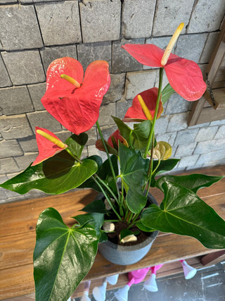 Rosé Glow Flamingo Lily