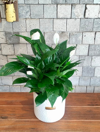 Peace Lily Bliss