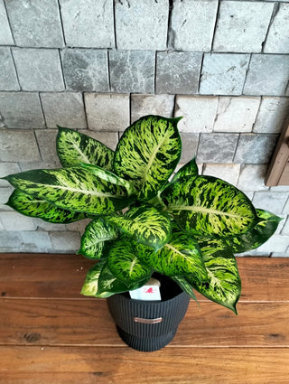Lush Mosaic Dieffenbachia