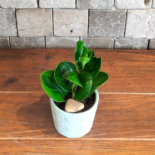 Green Pearl Mini