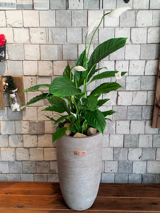 Lily of Peace and Purity