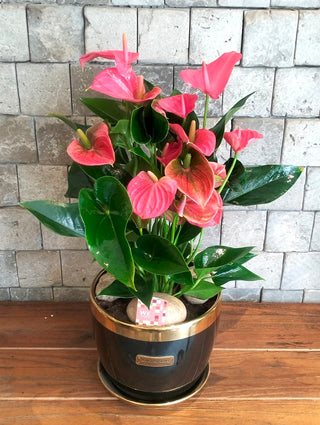 Blush Muse Flamingo Lily