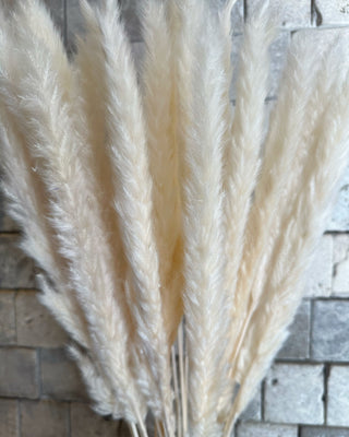 Dried Soft Feather Pampas Grass