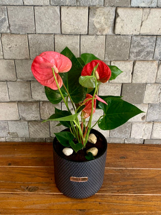 Blush Muse Flamingo Lily