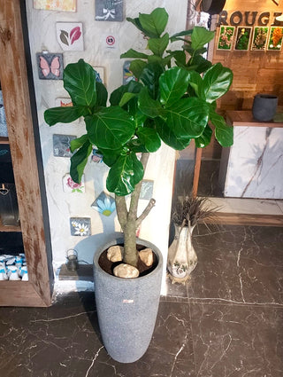 Lyrata Grace – Fiddle Leaf Beauty