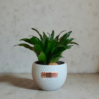 GlowLeaf Compacta Petite