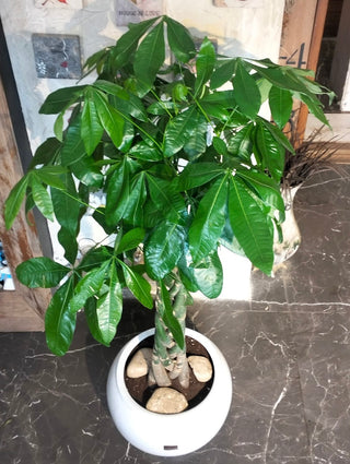 Evergreen Money Tree