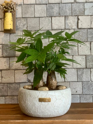 Chic Fortune-Forest MoneyTree Bonsai
