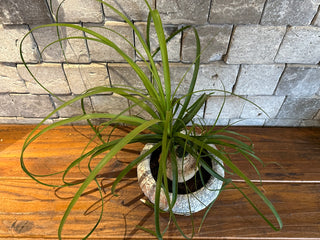 Ponytail Palm Bonsai