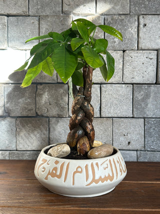 Golden Braid MoneyTree Bonsai | Handmade Designer Collection