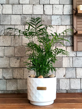 Parlor Palm Aura