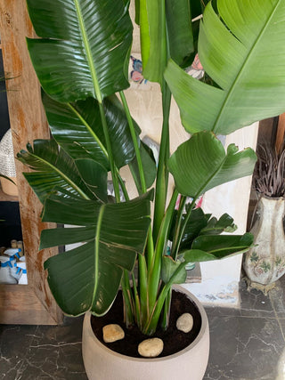 Banana Leaves Tropica