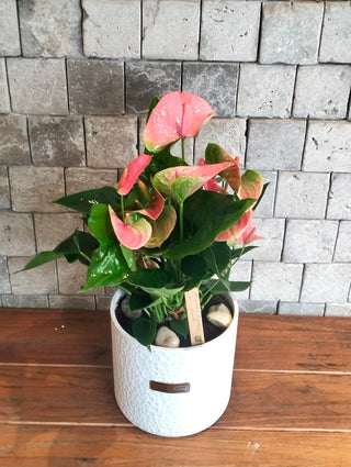 Blush Muse Flamingo Lily