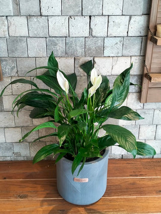 Velvet Glow Peace Lily
