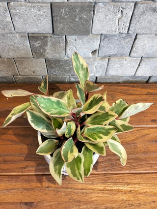 Baby Bliss Peperomia