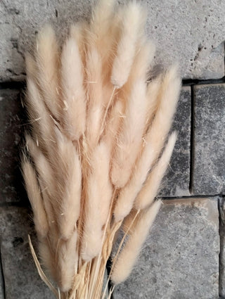 Dried Bunny-Tail Grass