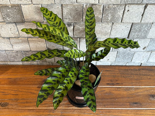 RattleSnake Calathea, The Prayer Plant