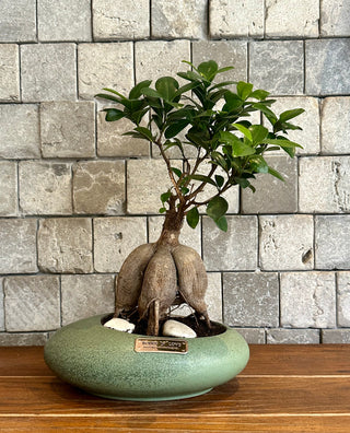 Ficus Breeze Bonsai