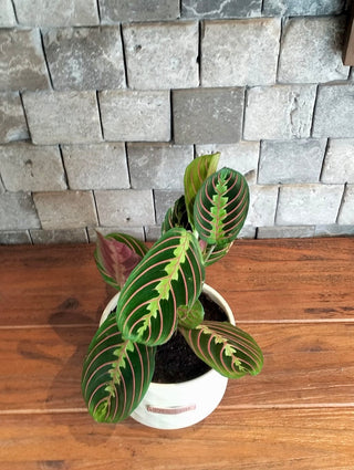 ColorBurst Calathea Gem