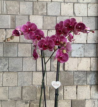 Purple Twilight Orchid
