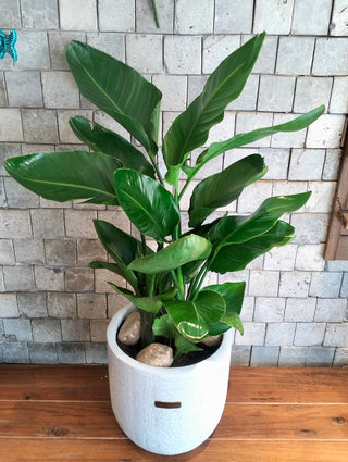 Banana Aurelia