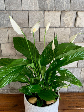 Peace Lily Bliss