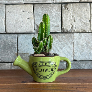 Mini Cactus Joy