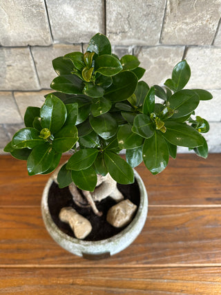 ‘Rustic-Chic’ Ginseng Belle Bonsai