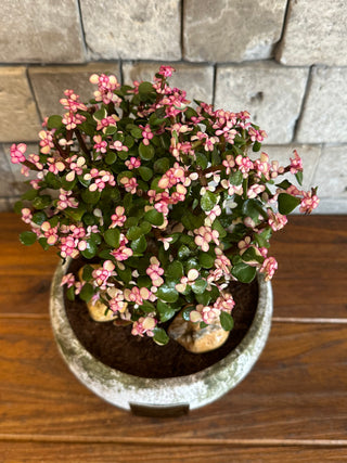 ‘Rustic-Chic’ Pink Jade Bonsai ‘MoneyTree’