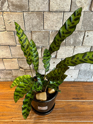 Calathea RattleSnake Beauty