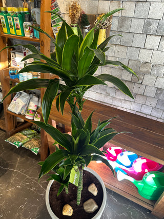 The Golden Coast Dracaena