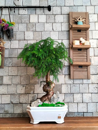 Emerald Crown Bonsai | ‘Norufōku no Hōseki’