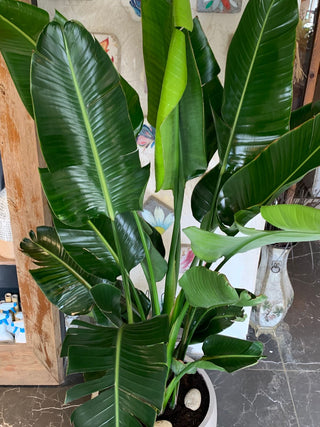 Banana Leaves Tropica