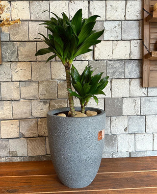 TropiGlow Dracaena ’Compacta’