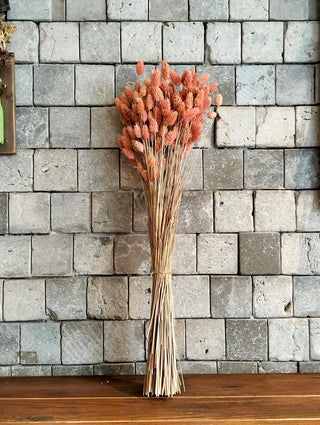 Dyed Bunny-Tail Grass