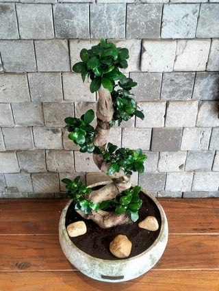 CurvaGlow Bonsai