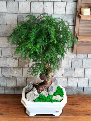 Emerald Crown Bonsai | ‘Norufōku no Hōseki’